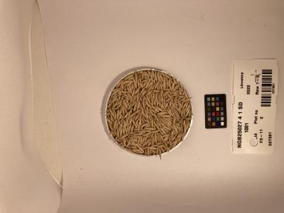 Click for 1 image(s) for this accession. SEED